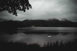 Swan on a lake (B/W)