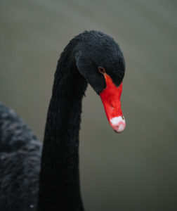 Black swan