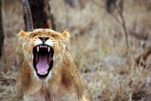 Lionne rugissant dans la savane